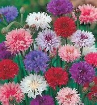 Bachelor Button, Tall  Mix Seeds, Organic, 50 seeds, Beautiful Bright Blooms, - £2.36 GBP
