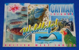 Brand New Grand Cayman Islands British West Indies Wildlife Postcard Collectible - £4.71 GBP