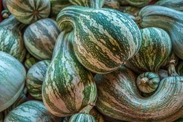 BStore Green Striped Cushaw Pumpkin Seeds 10 Squash Gourd Vegetable - £6.73 GBP