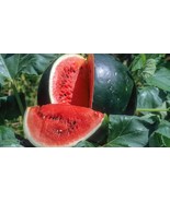 50+ Small Shining Light Watermelon Seeds - $10.96