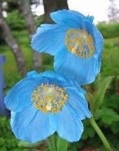 PWO Blue Himalayan Poppy Tibetan Meconopsis Betonicifolia  10 Seeds - $7.20