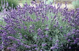 Imperial Gem Lavender Herb - Calming - Quart Pot - £36.55 GBP