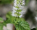 Sale 500 Seeds Spearmint (English Mint) Mentha Spicata Herb Flower USA - £7.88 GBP