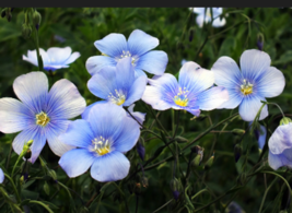  Blue Flax Flower 100 Seeds - £8.64 GBP