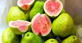 Guava Seeds Hawaiian Tropical Fruit 3 Pack D3 - $44.88
