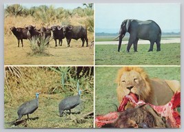 Wildlife Of Gorongosa Mozambique Vintage Postcard With Buffalo Elephant Lion - £10.80 GBP