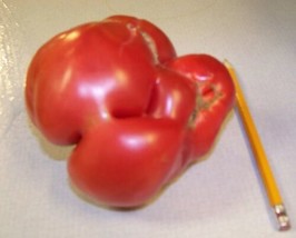 Thjar Tomato, Mortgage Lifter, Heirloom, 35 Seeds!* - - £4.66 GBP