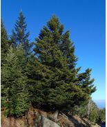 Red Spruce Picea rubens 20 Seeds - $196.24 MXN