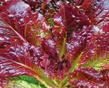 Red Romaine Lettuce Seeds 500 Healthy Garden Leafy Greens Salad Fast Shi... - $8.99
