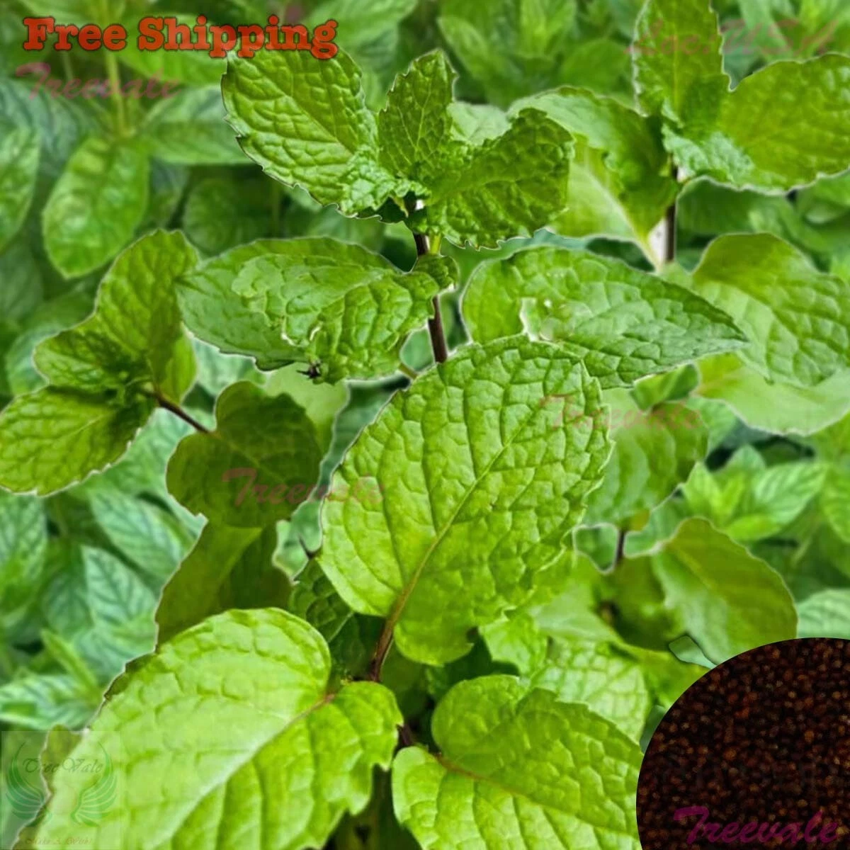 Peppermint Seeds | Perennial Herb | NON-GMO, Organic - $6.85