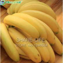 100 Seeds Big Hainan Yellow Banana Seeds Garden USA Shipping - $8.49