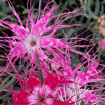 10 Seeds Dianthus Dancing Geisha Fresh Seeds for Planting - $19.38