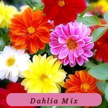 Vibrant Colors 45 Seeds Dahlia Unwins Mix W 15 Item Purchase - $38.54 MXN