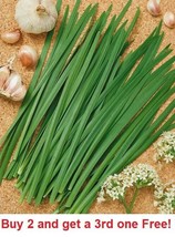 HT Garlic Chives Seeds Fresh 100 Seeds Garden Seeds - $186.58 MXN