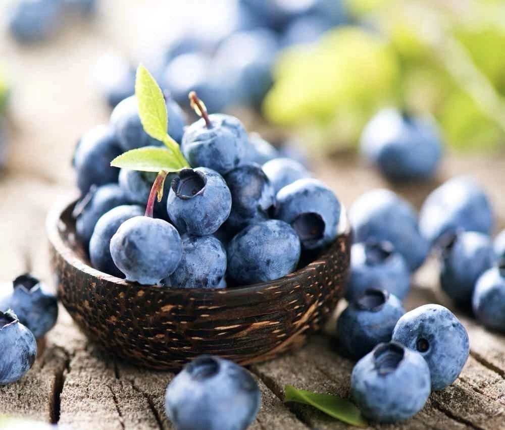 100+ BLUEBERRY SEEDS | HIGHBUSH FRUIT SEEDS- ! - $6.99