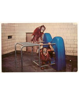 Orangutans Zoological Park Detroit Michigan great ape exhibit Postcard U... - $5.98