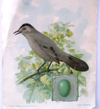 American Singer Sewing Machine Series Victorian Trade Card Cat-Bird Egg 1899 - £21.68 GBP