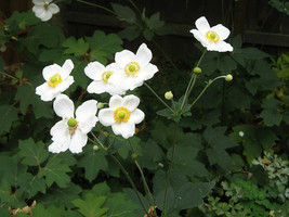 Live Plants ANEMONE &#39;HONORINE JOBERT&#39;, Outdoor Plant Houseplant Flower P... - $22.34