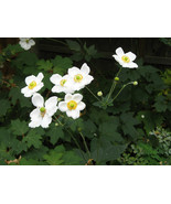 Live Plants ANEMONE &#39;HONORINE JOBERT&#39;, Outdoor Plant Houseplant Flower P... - $22.34