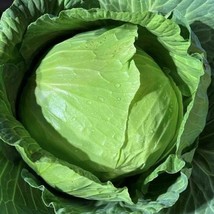 Late Flat Dutch Cabbage Seeds Organic Gardening Fresh USA Shipping - £6.27 GBP