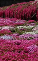 Rainbow Creeping Thyme Blue Rock Cress Perennial Ground Cover Flower Natural Gro - £8.57 GBP