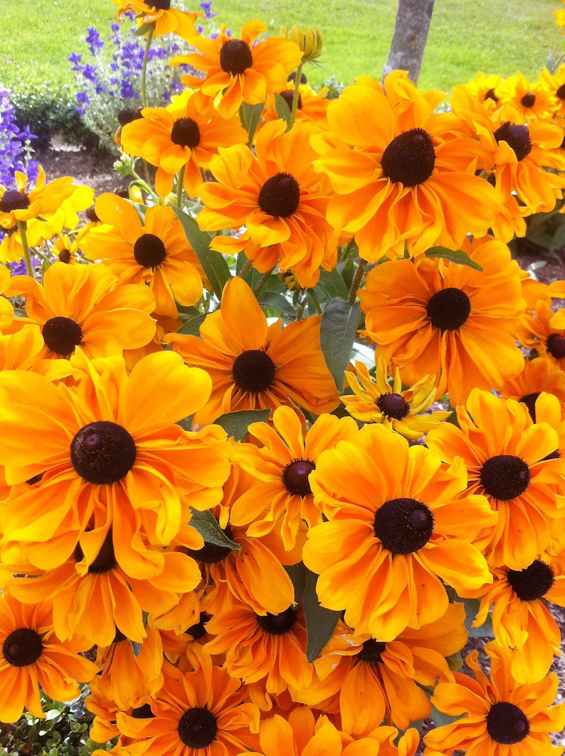 250 Seeds Dwarf Marmalade Rudbeckia Hirta Golden Orange Black Eyed Susan - £7.89 GBP