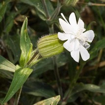 Fast Ship USA Seller White Campion Seeds Silene Latifolia Packet Of 30 Seeds - $17.94