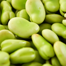 White Bean Heirloom Organic Vegetable Bean Garden - 15 Seeds - £4.78 GBP