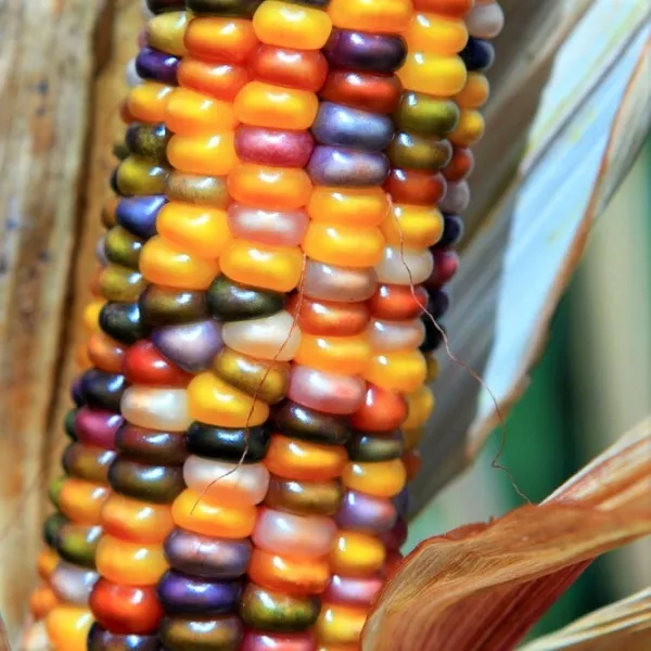 Glass Gem Rainbow Ornamental Corn Seeds 20 Fresh Seeds USA - $7.98