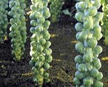 250 Seeds Catskill Brussel Sprout Seeds Fast Shipping - $8.99