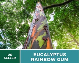 100 Seeds Eucalyptus Rainbow Gum Tree Seeds Eucalyptus deglupta Seed - £27.01 GBP