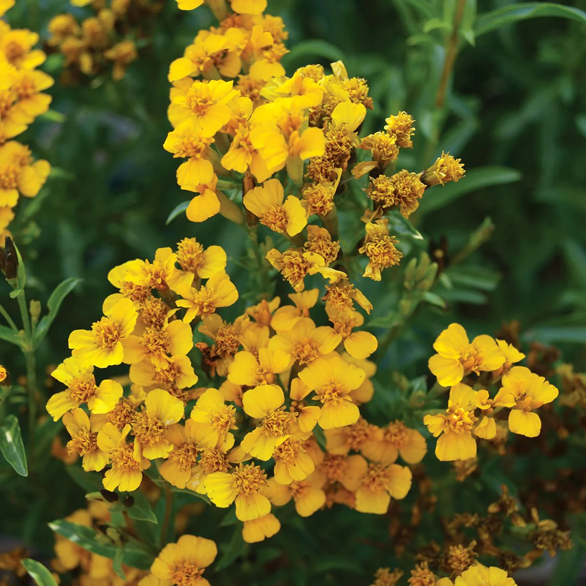 MARIGOLD SWEET MACE, 50 SEEDS R - $267.26 MXN