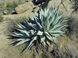 Best Agave Deserti | Desert Agave | 10 Seeds - £11.44 GBP