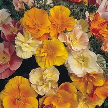 500 Seeds Poppy Mission Bell Mix - £10.45 GBP
