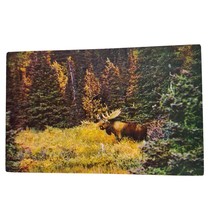 Postcard Fall Moose McKinley Park Alaska Chrome Unposted - £5.44 GBP