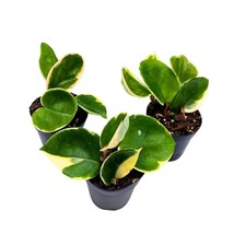 Hoya Krimson Queen 2 inch Set of 3 Variegated Wax Plant Porcelain Flower Tiny Mi - £21.97 GBP