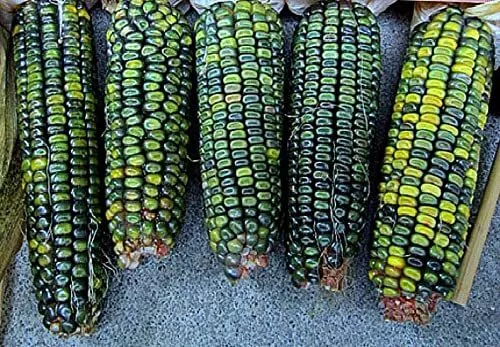 Oaxacan Green Indian Corn Seeds 25+ Seeds Stunning Green Kernel - $13.16