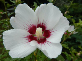 25 White Hibiscus Seeds (Crimson Eye) | Perennial Flower - £6.65 GBP