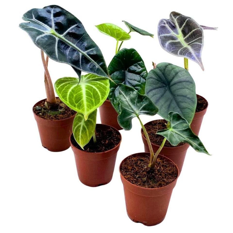 Florida House Plants Jewel Alocasia Assortment – 3 Pack, 4 Inch Pots – Black Velvet, Regal Shield, Cuprea