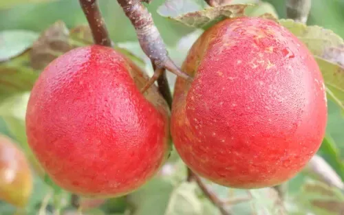 Fresh 25 Chivers Delight Apple Seeds - £12.17 GBP