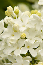 25 Angel White Lilac Seeds Tree Fragrant Hardy Perennial Flower - £6.96 GBP