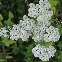 Yarrow White Achillea Seeds 2000 Flower Herb Perrenial USA Seeds Fast Shipping - $12.19