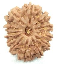 12 Mukhi Rudraksha - Collector Size Nepal Origin Bead - 27.80 mm - IGL C... - €148,11 EUR