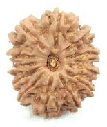 12 Mukhi Rudraksha - Collector Size Nepal Origin Bead - 27.80 mm - IGL C... - €148,11 EUR