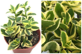 Crassula Sarmentosa 4inches Pot Plant Showy Trailing Jade Variegated Jade Plant - £23.71 GBP