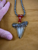(sr265-100) 2-11/16&quot; Fossil AURICULATUS SHARK TOOTH black orange beaded necklace - £95.64 GBP