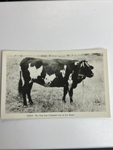 Cows/Cattle RPPC DOLLY The Only Live 2 Headed Cow in the World Vintage Postcard - £19.96 GBP