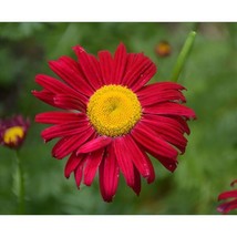 200 Seeds Robinson&#39;s Red Painted Daisy Non Gmo Daisy Heirloom Seeds For R API D Ga - $8.35