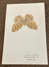 REAL Butterfly Argynnis Adippe L. Latin Nawa Entomology Japan 1910 Postcard - $22.58