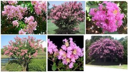 USA SELLER Pink Crepe Myrtle Seeds Bushtree Over 50 Seeds Grown Fast Shipping - £10.01 GBP